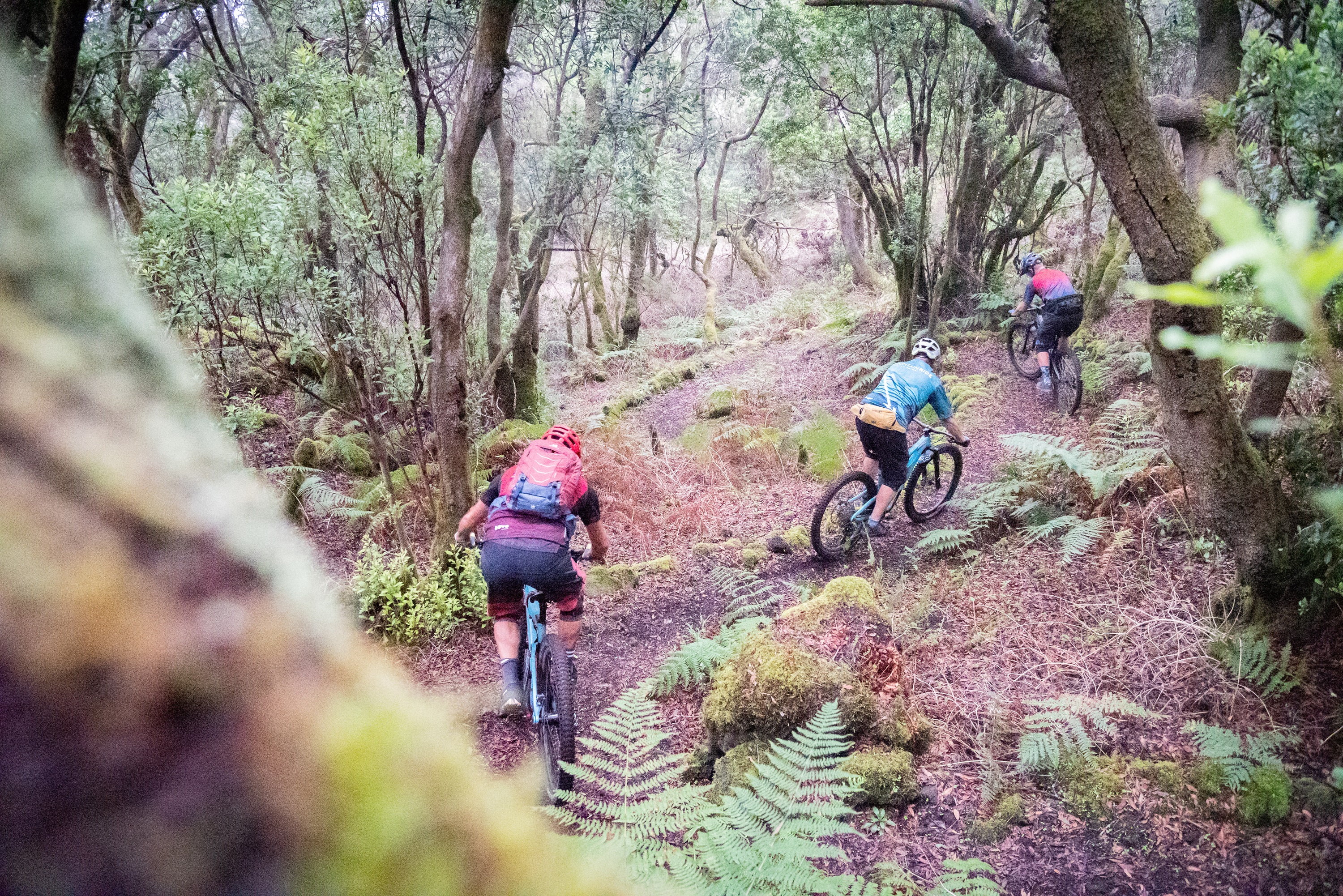 Foxy in El Hierro auf den Trails